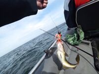 Балтика: треска в открытом море — короткий ролик