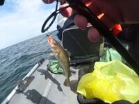 Балтика: треска в открытом море — короткий ролик