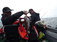 Балтика: треска в открытом море — короткий ролик