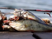 Балтика, морская рыбалка на косе: идея последних дней лета