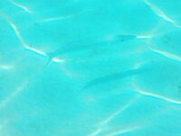 Красное море: рыбалка или подводная фотоохота?