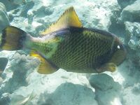 Красное море: рыбалка или подводная фотоохота?