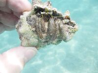 Красное море: рыбалка или подводная фотоохота?