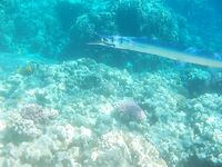 Красное море: рыбалка или подводная фотоохота?