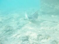 Красное море: рыбалка или подводная фотоохота?