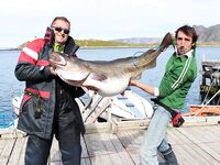 Север Норвегии без скрея: треска 35 кг на силикон