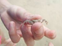 Нячанг: как ловить на пляже и у мостов без троллинга