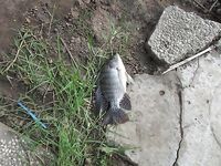 Нячанг: как ловить на пляже и у мостов без троллинга