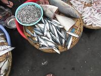 Нячанг: как ловить на пляже и у мостов без троллинга