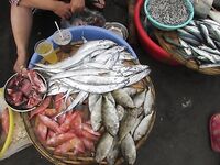 Нячанг: как ловить на пляже и у мостов без троллинга