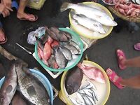 Нячанг: как ловить на пляже и у мостов без троллинга