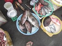 Нячанг: как ловить на пляже и у мостов без троллинга