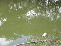 Вьетнамские платники №2: бамбук, пирания и жареная рыба