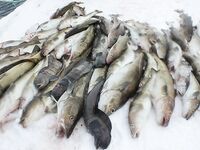 Сёрёйя — север Норвегии, рыбалка во фьордах и в море