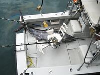 Марлин 190 кг у Тенерифе морская рыбалка в 5–6 км от берега