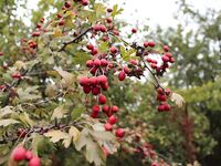 Украина, Николаев: осенний окунь и уха