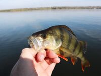 Украина, Николаев: осенний окунь и уха