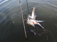 Украина, Николаев: осенний окунь и уха