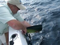 Фуджейра, декабрь 2011: добавил снимки, море ровное