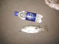 Фуджейра: свежие фото и спокойная вода