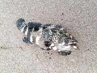 Фуджейра: свежие фото и спокойная вода