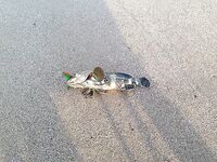 Фуджейра: свежие фото и спокойная вода