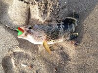 Фуджейра: свежие фото и спокойная вода