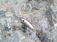 Фуджейра: свежие фото и спокойная вода