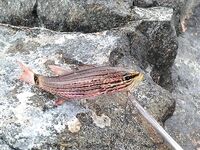 Фуджейра: свежие фото и спокойная вода