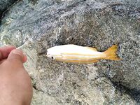 Фуджейра: свежие фото и спокойная вода