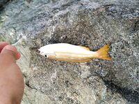 Фуджейра: свежие фото и спокойная вода