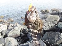 Мусанддам: обещанные фото без комментариев