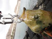 Мусанддам: обещанные фото без комментариев