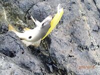 Хор Факкан в октябре: жарко, но рыбалка как процесс