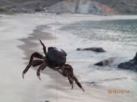 Хор Факкан в октябре: жарко, но рыбалка как процесс