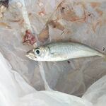 Геленджик, Чёрное море: рыбалка у рифа и ставрида