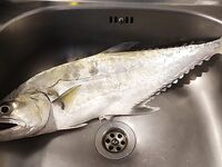 Dubai Marina с берега: 15 г пилкер, один хвост и быстрые обрывы