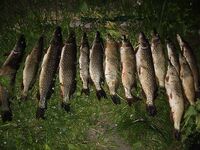 Ahvenkoski у Loviisa, Финляндия — лодка ~3 €/час, 14 щук за 6 ч и методы