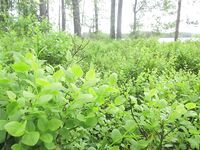 Рядом с Куоволой, Финляндия: «Лев Толстой», плотва, язь 2.300 и семейные щуки