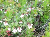 Рядом с Куоволой, Финляндия: «Лев Толстой», плотва, язь 2.300 и семейные щуки