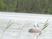 Рядом с Куоволой, Финляндия: «Лев Толстой», плотва, язь 2.300 и семейные щуки