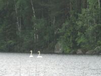 Рядом с Куоволой, Финляндия: «Лев Толстой», плотва, язь 2.300 и семейные щуки