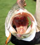 ГОА, ночной заход и Rapala Deep Tail Dancer — 7.6 кг, потом троллинг