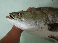 ГОА, ночной заход и Rapala Deep Tail Dancer — 7.6 кг, потом троллинг