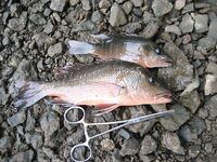 ГОА, Бага и Coco Beach — живцы, сачок под мостом и две креветки