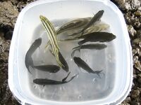 ГОА, Бага и Coco Beach — живцы, сачок под мостом и две креветки