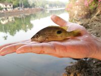 ГОА, Бага и Coco Beach — живцы, сачок под мостом и две креветки