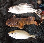 ГОА, Бага и Coco Beach — живцы, сачок под мостом и две креветки