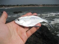 ГОА: хлеб в Newton, мули и обмен снастей у SunSet