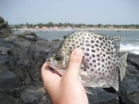 ГОА: хлеб в Newton, мули и обмен снастей у SunSet